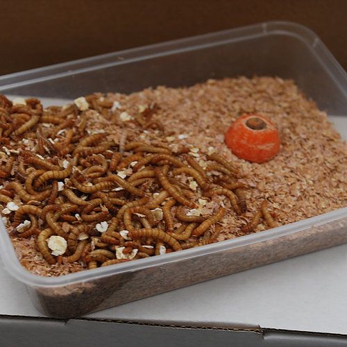 Buy Meal Worms Online in New Zealand